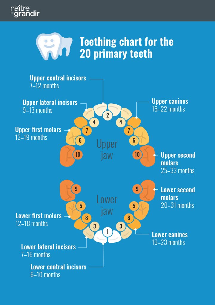Infant tooth eruption chart